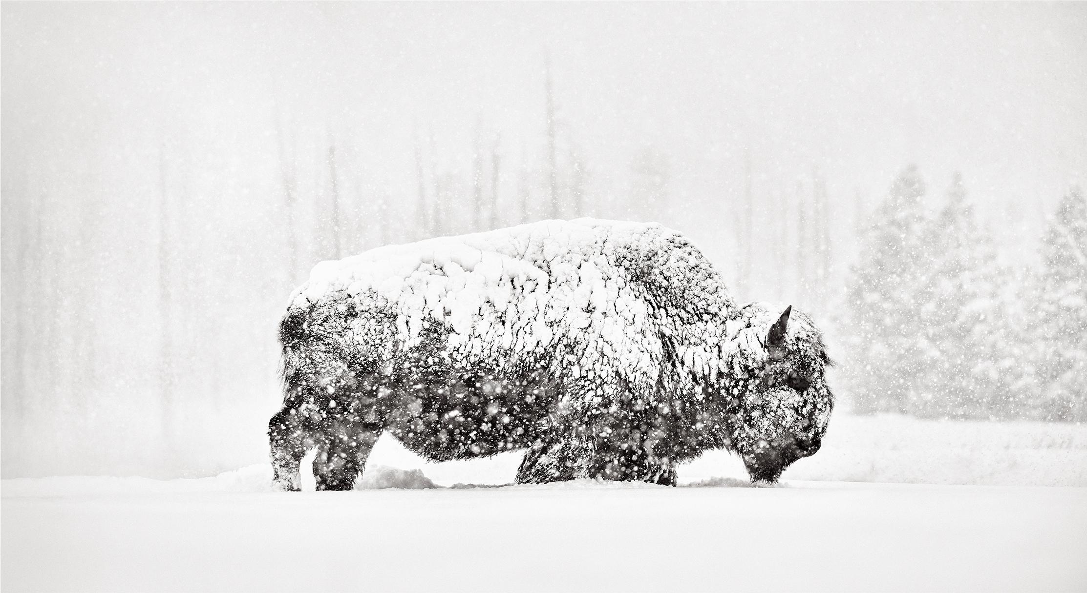 Drew Doggett Black and White Photograph – Wisente, die durch Schnee laufen, vor einer surrealen Winterlandschaft mit dramatischen Bäumen