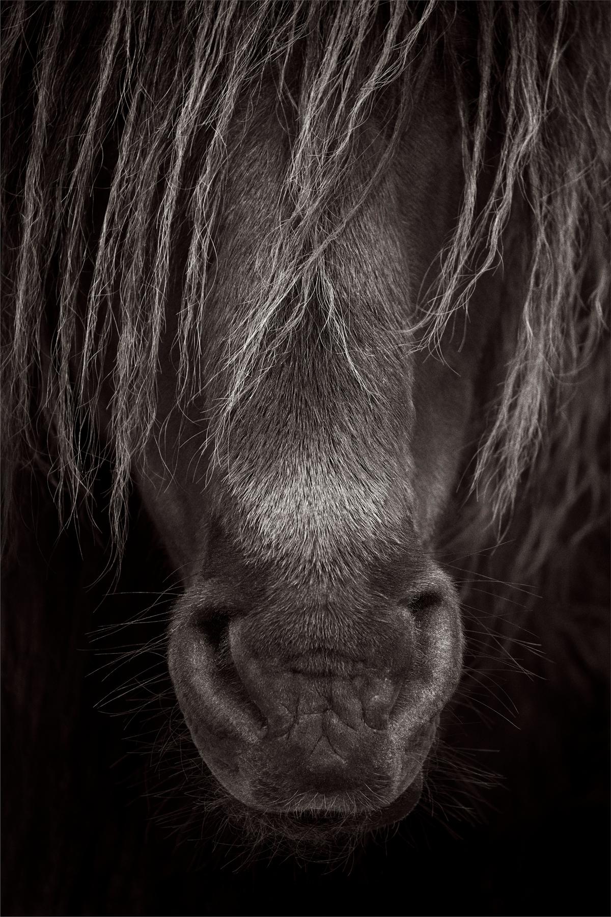 Noir et blanc, portrait en gros plan de la crinière et du visage d'un cheval de sable sauvage et libre. - Photograph de Drew Doggett