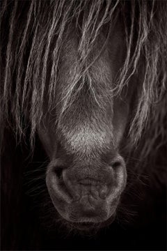 Black and white, close up portrait of the mane and face of a wild and free Sable