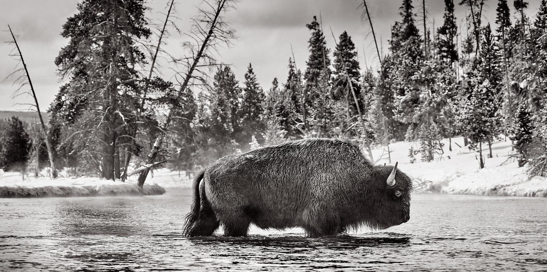 Drew Doggett Black and White Photograph - Black and white image of a bison crossing the river in Yellowstone in winter