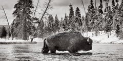 Black and white image of a bison crossing the river in Yellowstone in winter