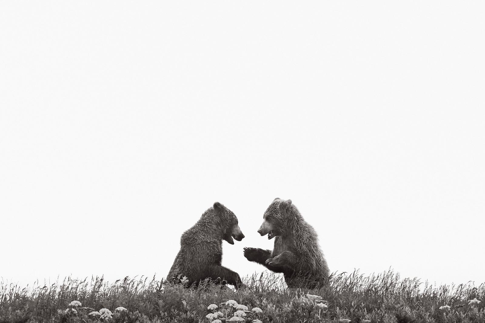 Image en noir et blanc de deux oursons bruns jouant à flanc de colline. - Photograph de Drew Doggett