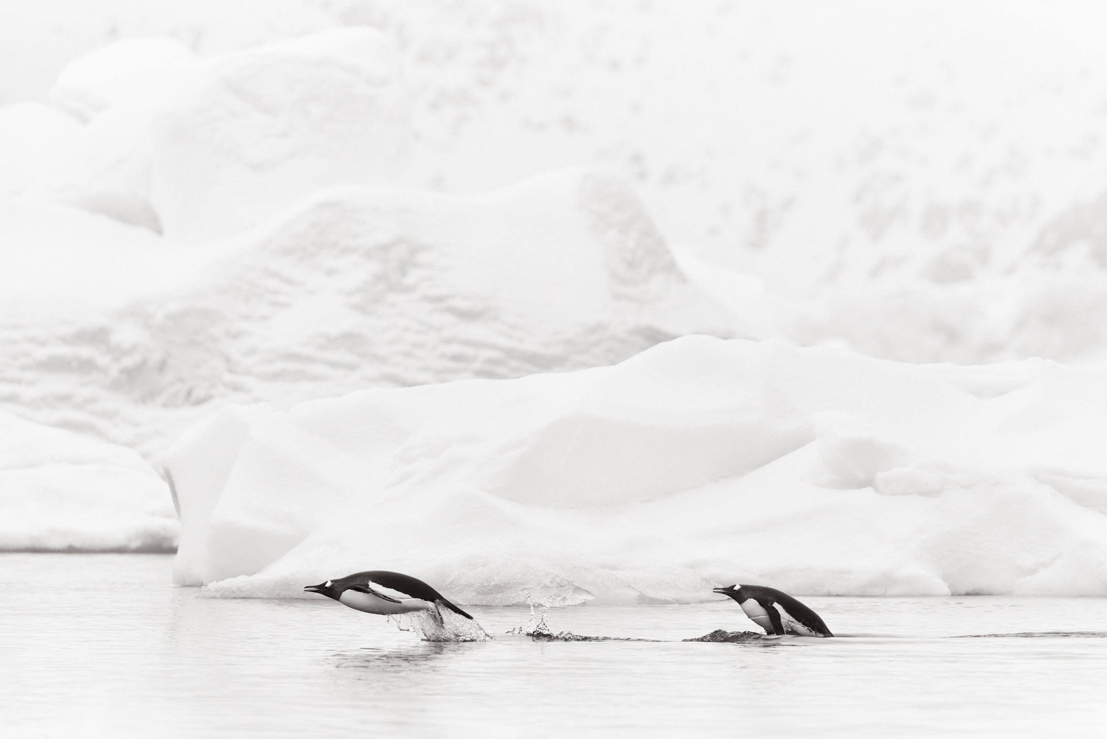 Black and white photo of two penguins leaping out of the water