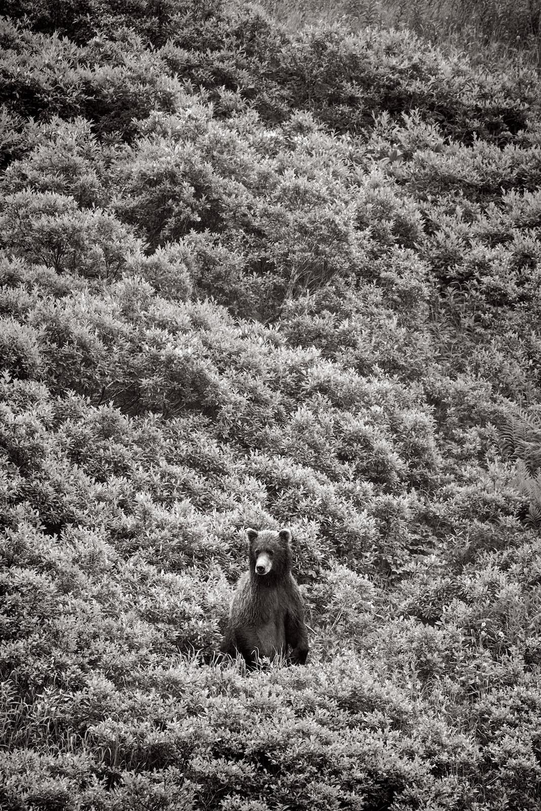 Fotografia in bianco e nero di un orso bruno in mezzo al fitto fogliame ad Alas - Photograph di Drew Doggett