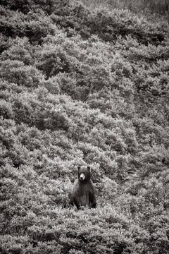 Black and white photograph of a Brown bear in the midst of dense foliage in Alas