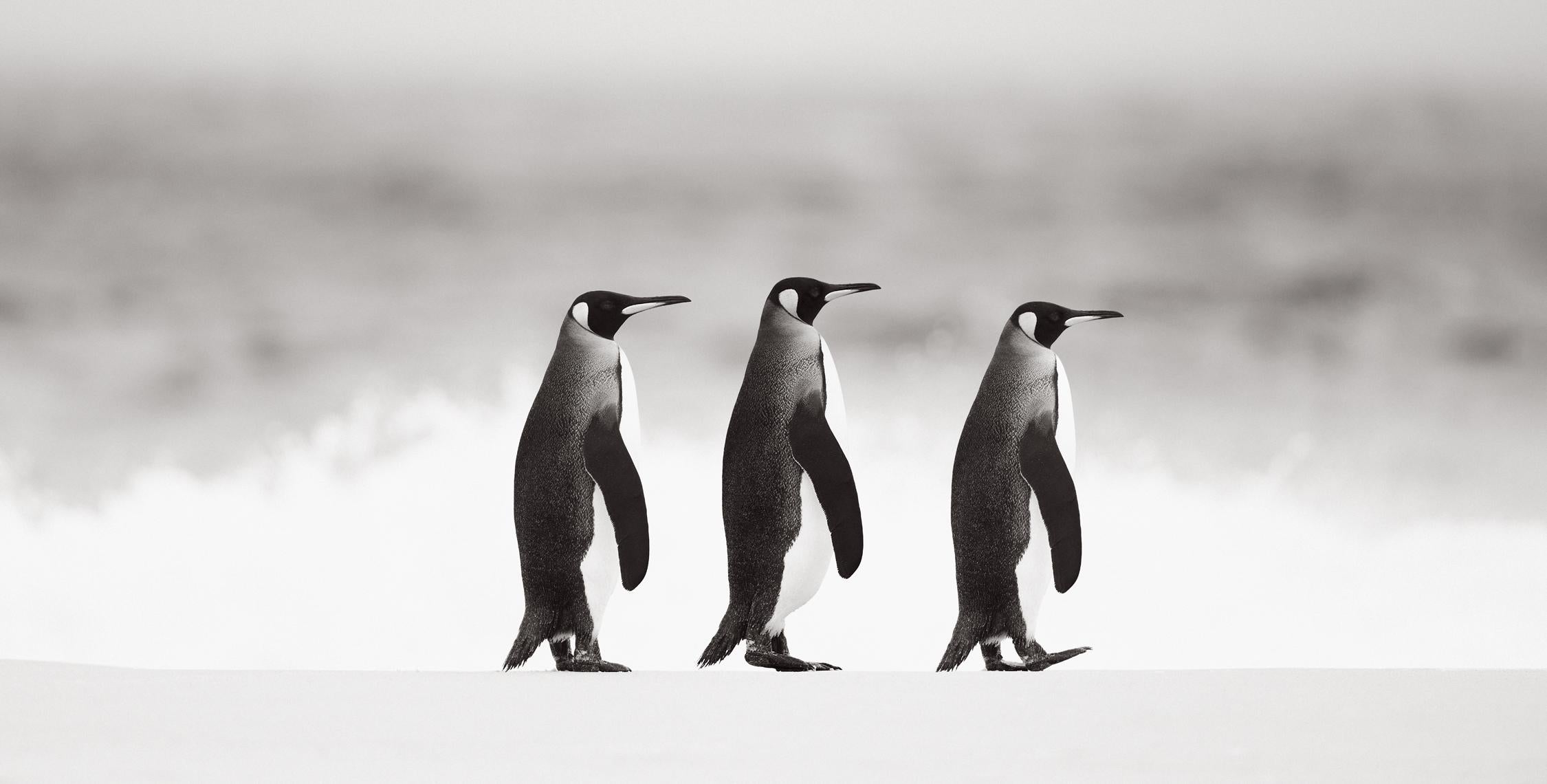 Black and white photograph of three king penguins walking across pristine snow