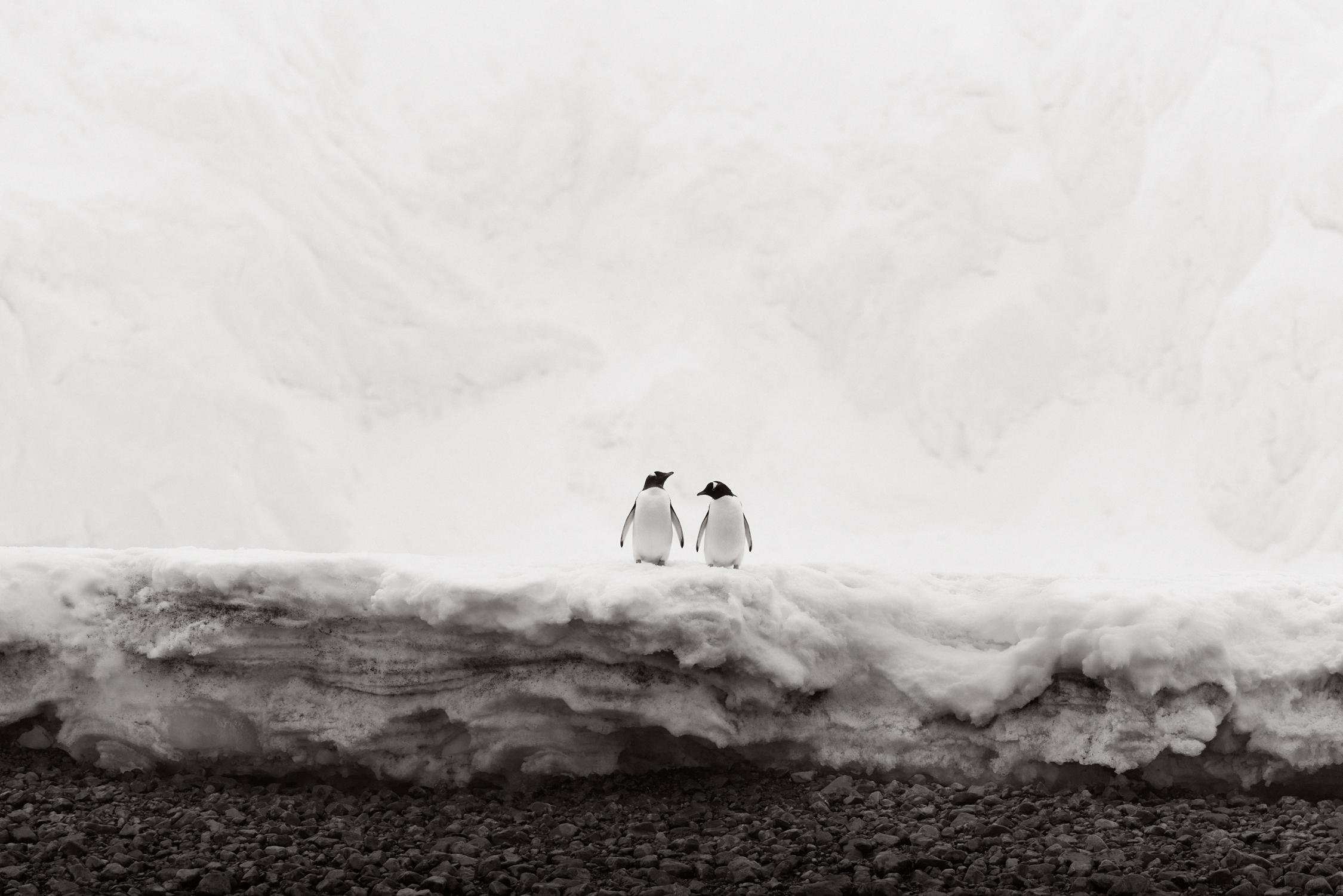 Black and white photograph of two gentoo penguins at the edge of the ice