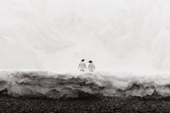Black and white photograph of two gentoo penguins at the edge of the ice