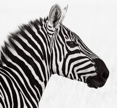 Black and white portrait in profile of a zebra against a white backdrop