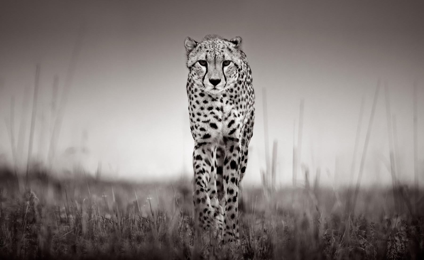 Schwarz-Weiß-Porträt eines Geparden, der auf die Kamera zugeht – Photograph von Drew Doggett