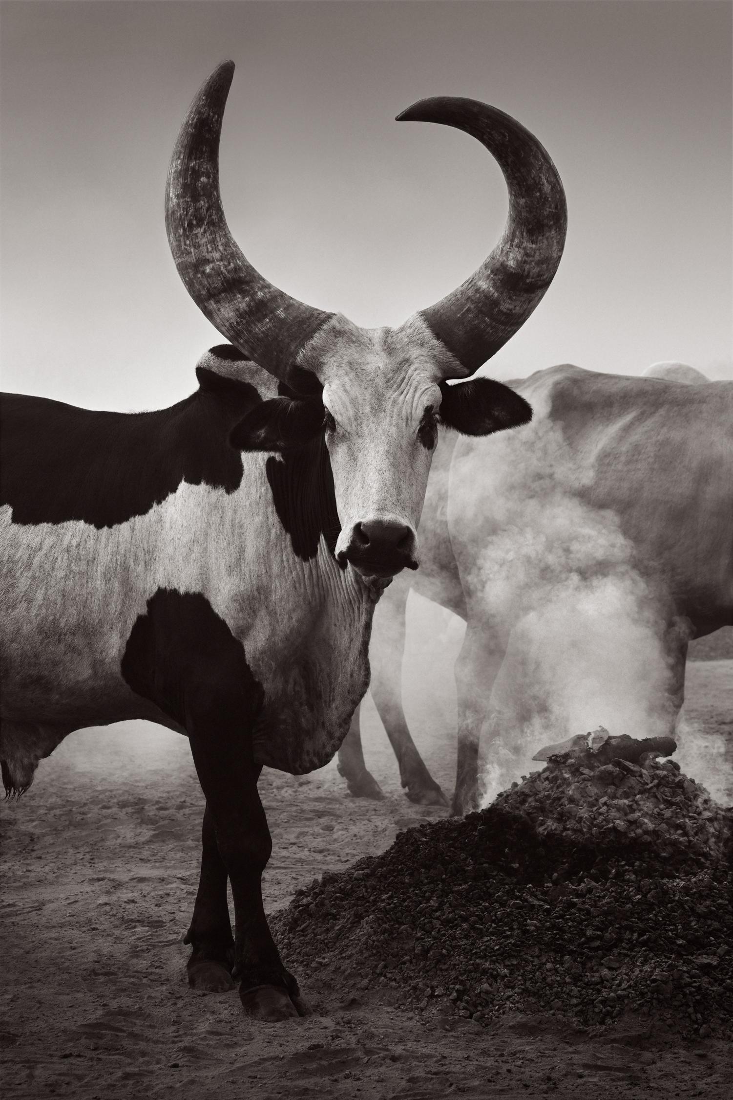 Black and White Photograph de Drew Doggett - Retrato en blanco y negro de una vaca con hermosos cuernos esculturales