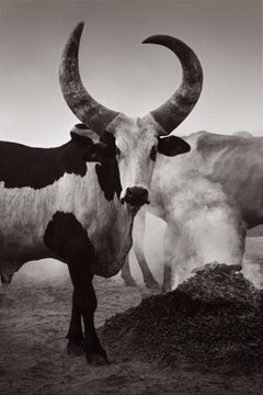 Black and White Portrait of a Cow with Beautiful, Sculptural Horns