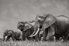 Black and white portrait of a herd of elephants lead by a young bull
