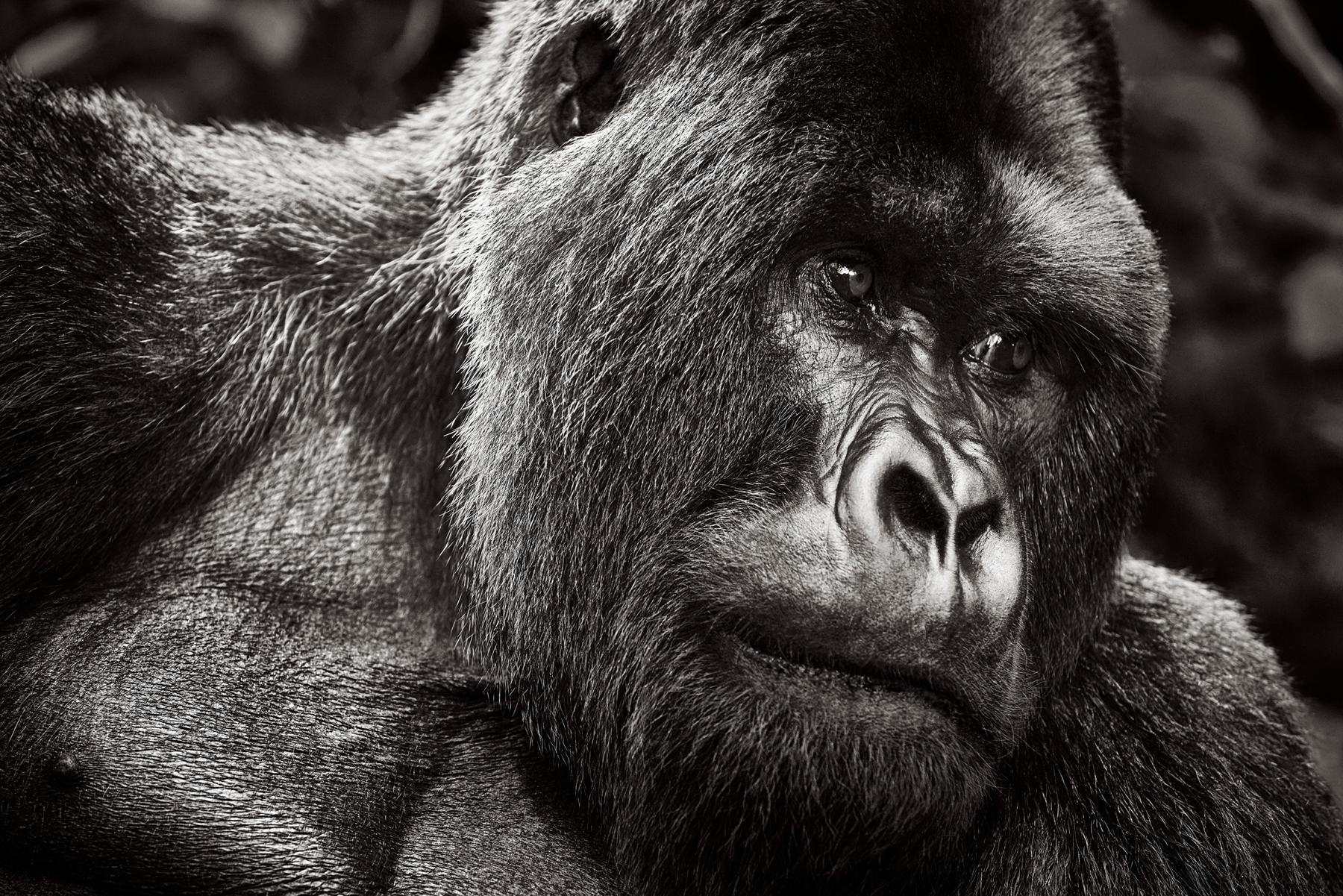 Black and white portrait of a mountain gorilla in Rwanda - Photograph by Drew Doggett