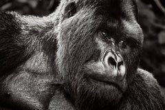 Portrait en noir et blanc d'un gorille de montagne au Rwanda
