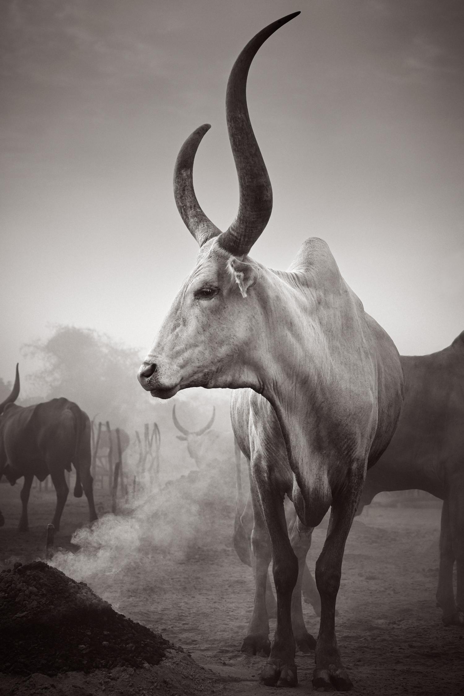 Drew Doggett Black and White Photograph – Schwarz-Weiß-Porträt eines alten Rindergefäßes, Ostafrika