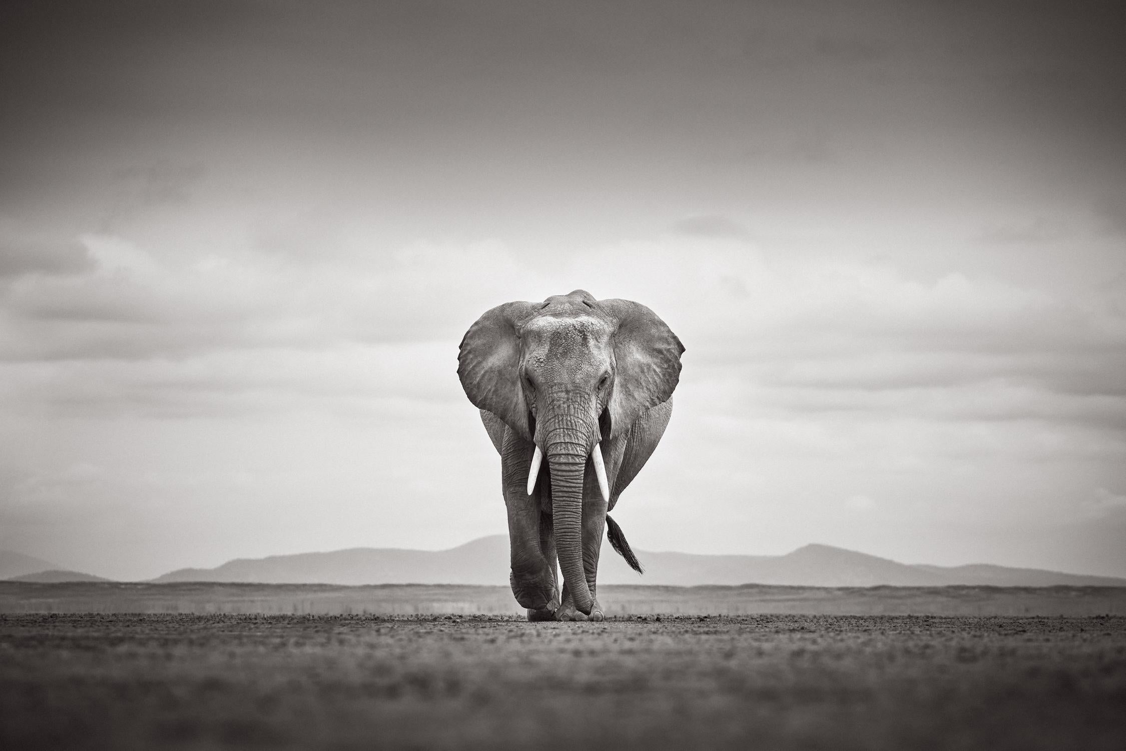 Black and white portrait of an elephant approaching with hills in the distance
