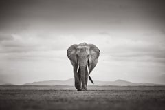 Black and white portrait of an elephant approaching with hills in the distance
