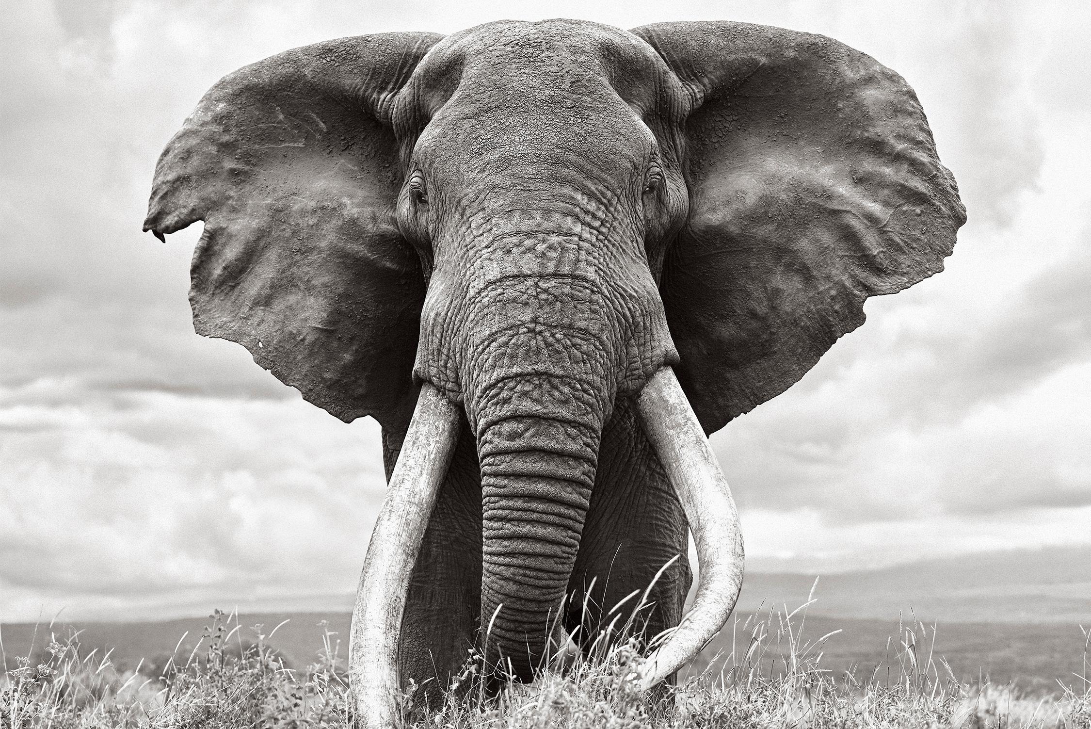 Portrait en noir et blanc de l'un des plus grands éléphants à défenses superposées de la planète. - Photograph de Drew Doggett