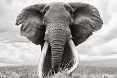 Portrait en noir et blanc de l'un des plus grands éléphants à défenses superposées de la planète.