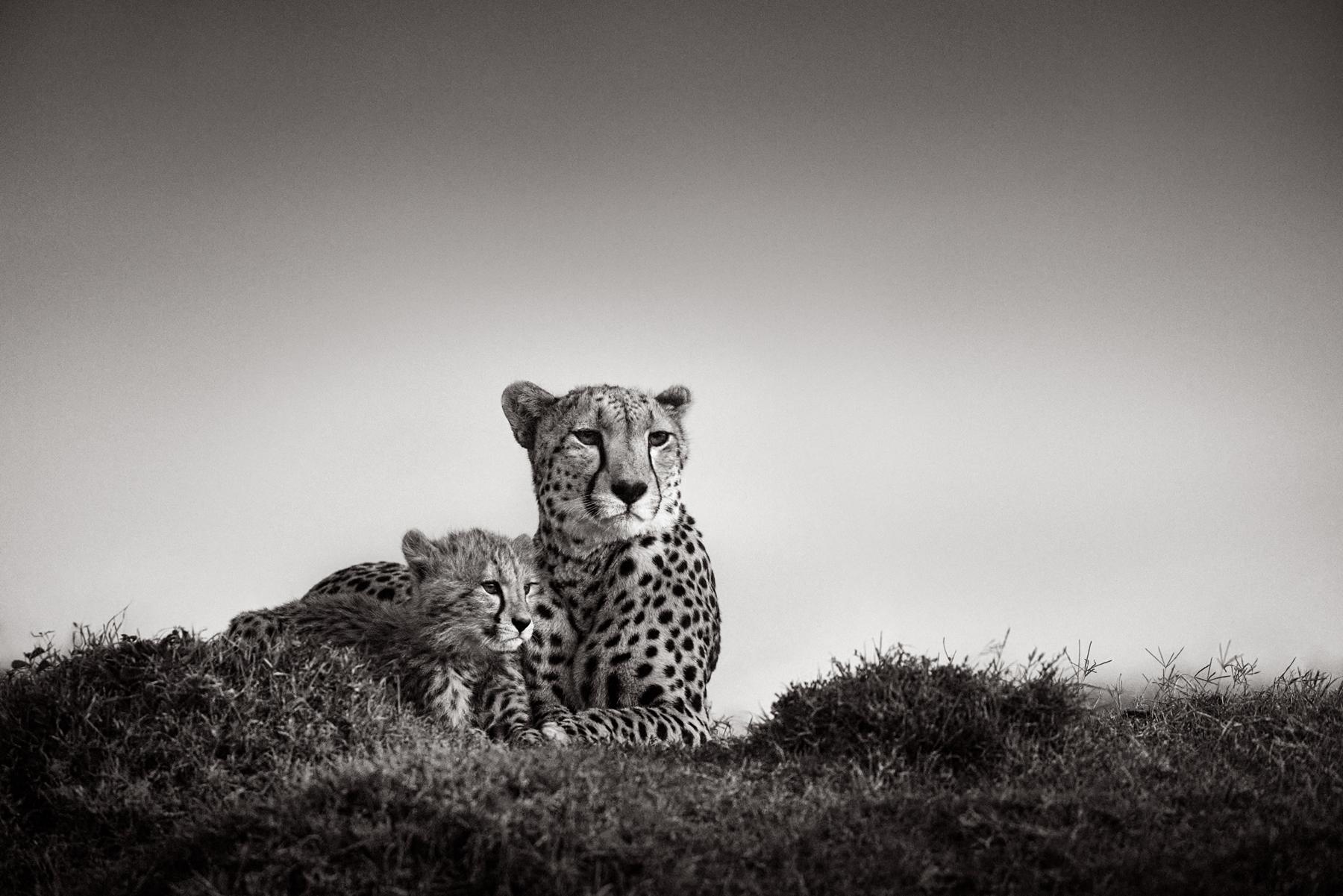 Impression en noir et blanc d'un guépard et de son petit dans les plaines d'Afrique de l'Est. - Photograph de Drew Doggett