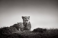 Stampa in bianco e nero di un ghepardo e del suo cucciolo nelle pianure dell'Africa orientale