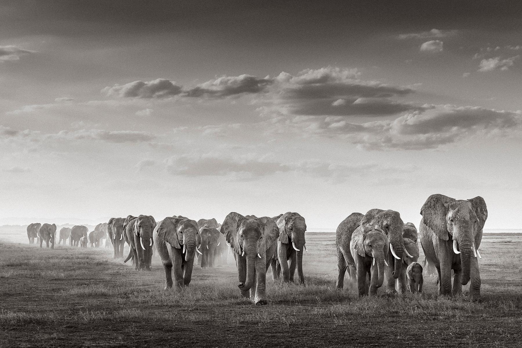Épreuve en noir et blanc d'un troupeau d'éléphants dans les herbes basses en Afrique de l'Est.
