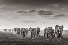 Black and white print of a herd of elephants in low grass in East Africa