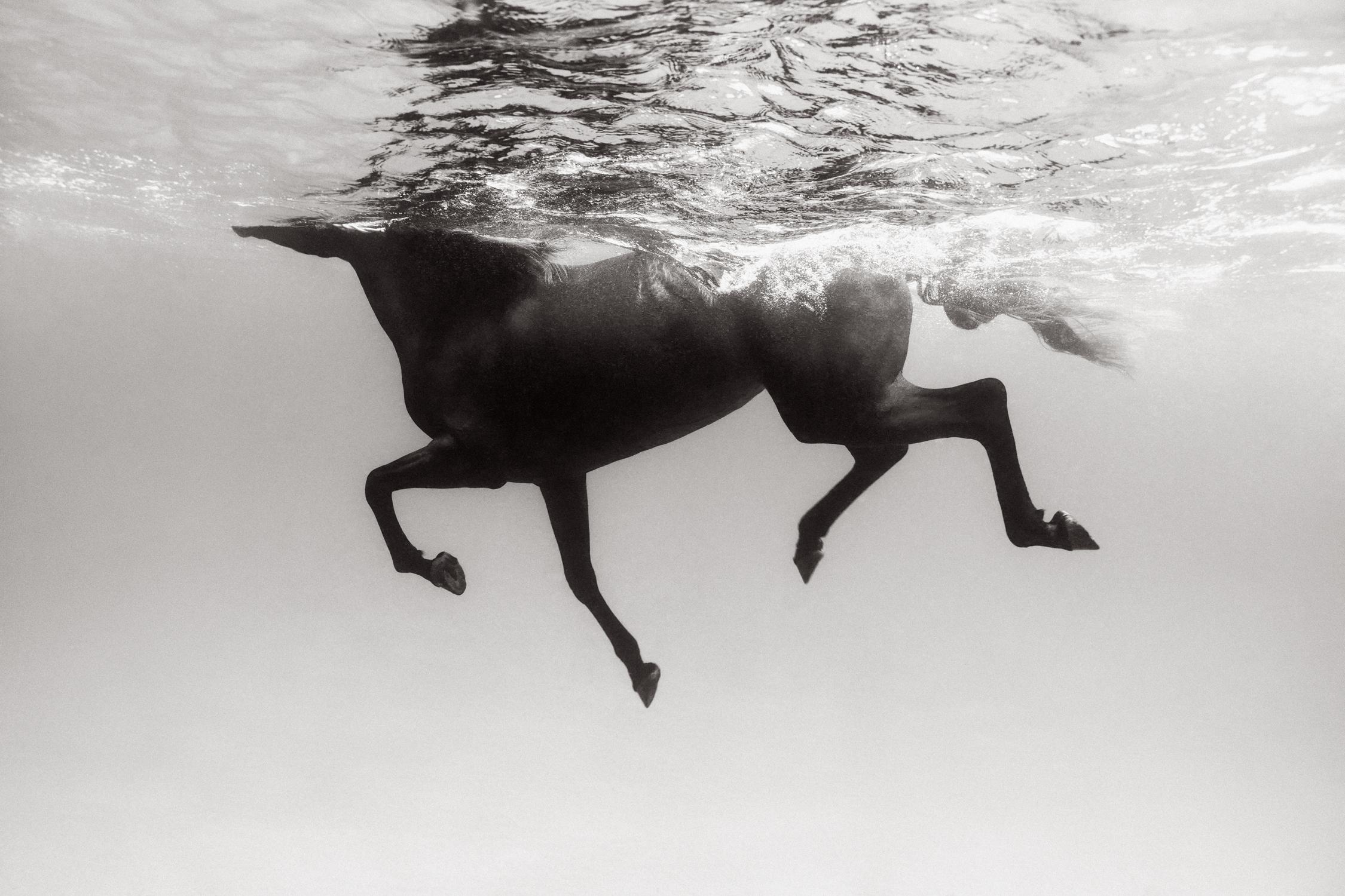 Black and white profile image of a beautiful horse swimming in clear water - Photograph by Drew Doggett