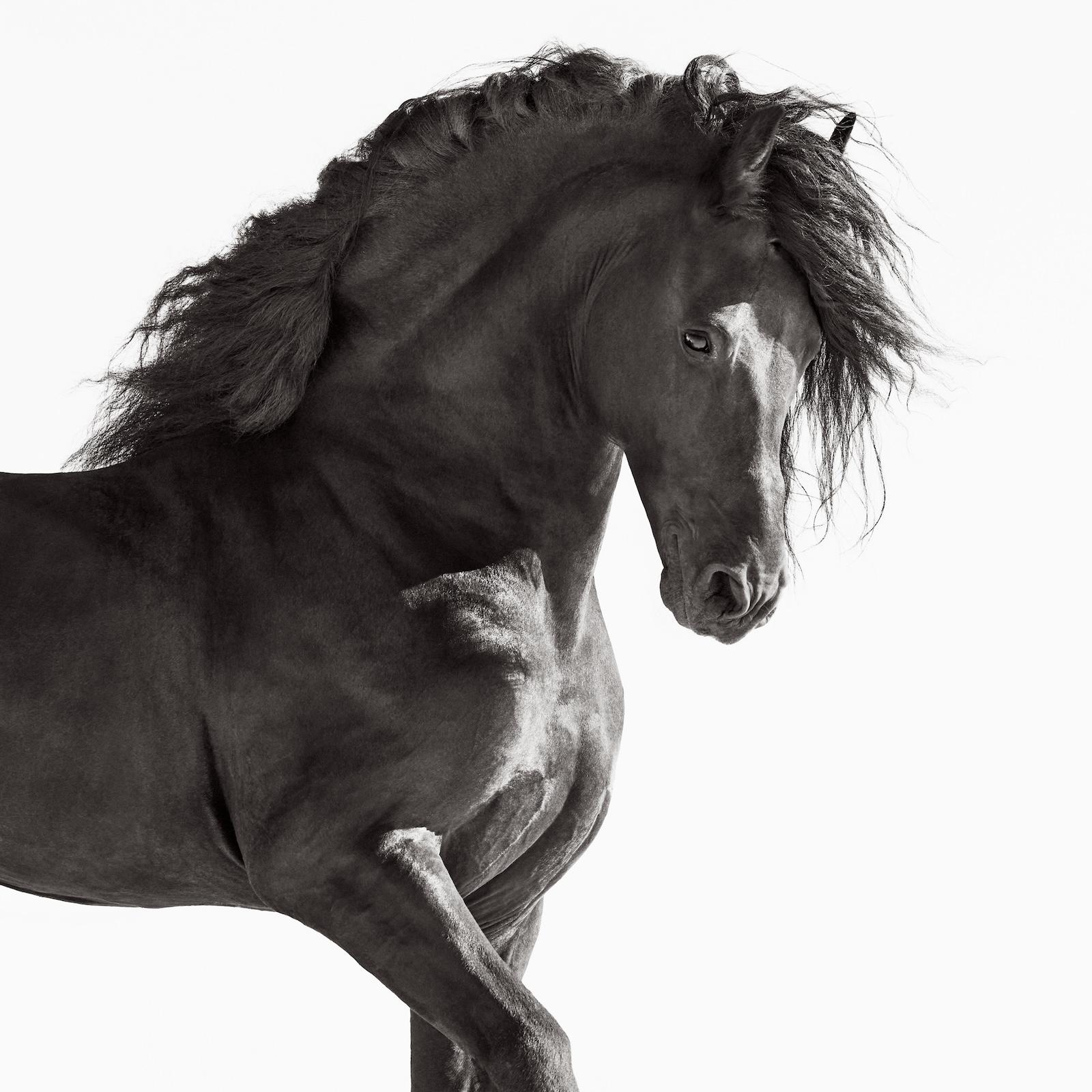Retrato de perfil en blanco y negro de un caballo frisón sobre fondo blanco - Photograph de Drew Doggett
