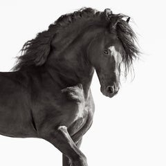 Ritratto di profilo in bianco e nero di un cavallo frisone su uno sfondo bianco