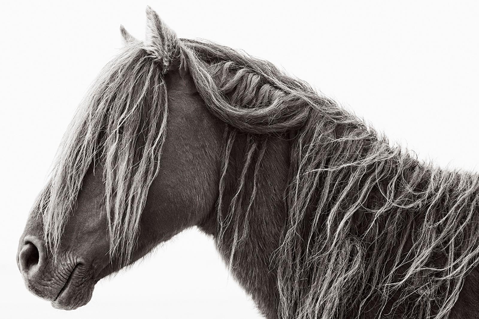 Ritratto di profilo in bianco e nero di un cavallo selvaggio con una leggera criniera bionda - Photograph di Drew Doggett