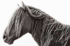 Ritratto di profilo in bianco e nero di un cavallo selvaggio con una leggera criniera bionda