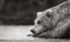 Retrato intemporal en blanco y negro de un oso pardo descansando sobre sus patas