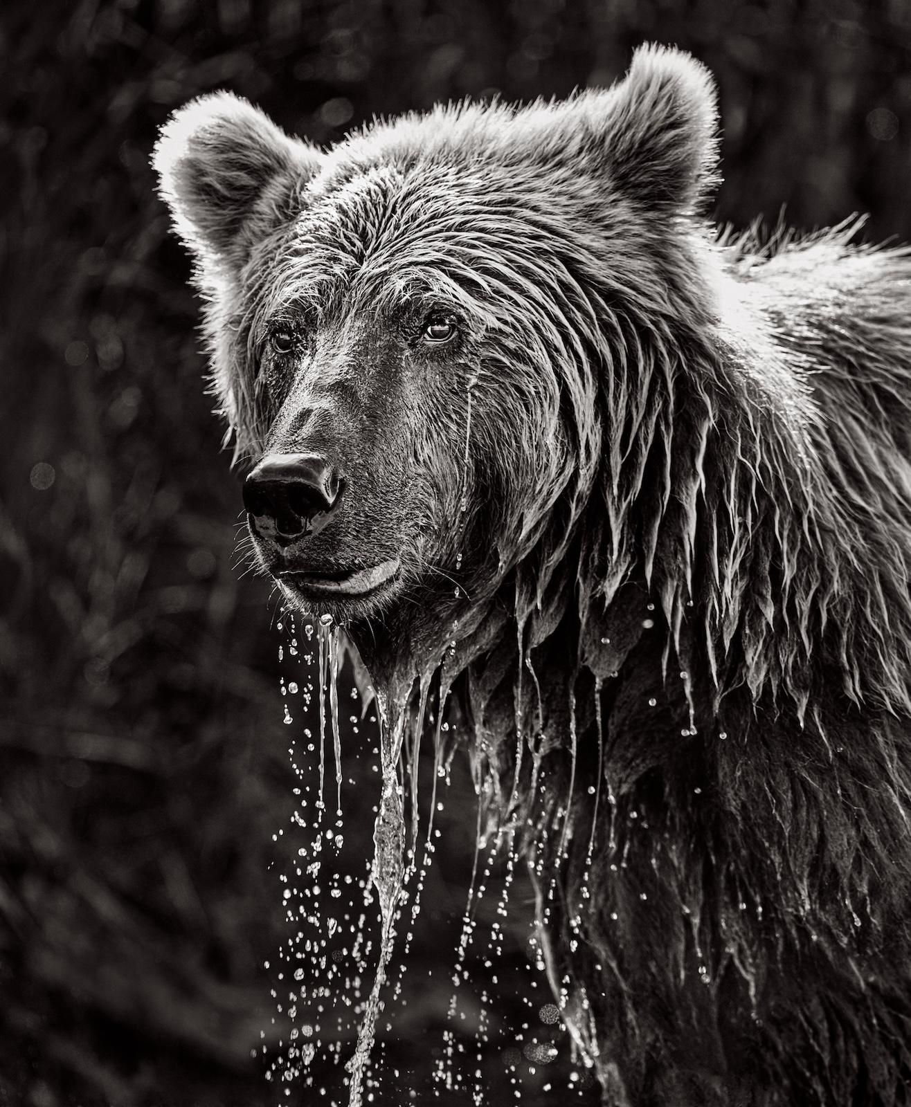 Black & white image of brown bear after diving into water - Photograph by Drew Doggett