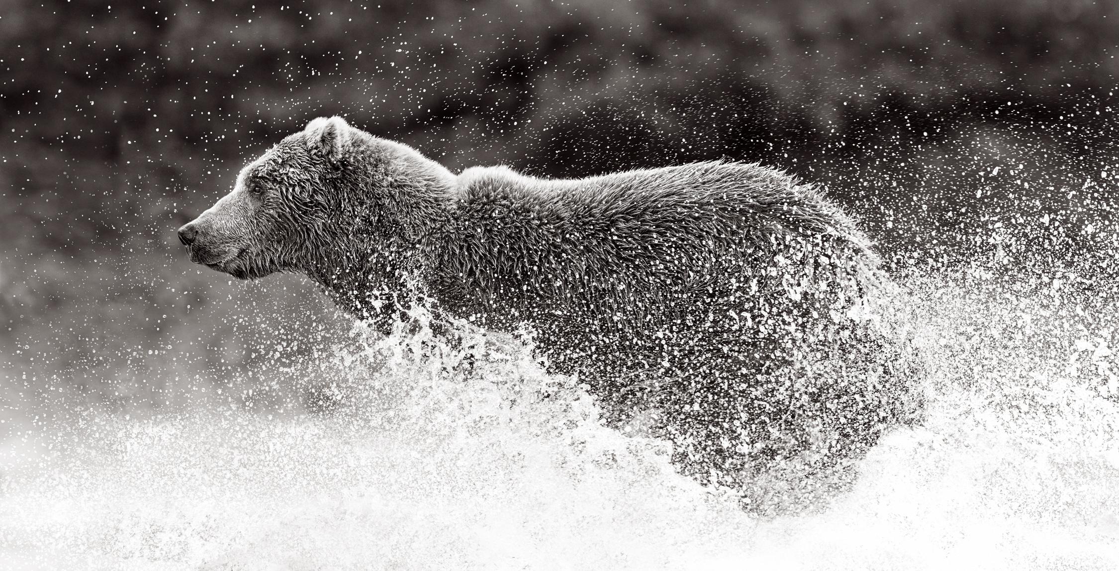 Drew Doggett Black and White Photograph - Black & white image of brown bear running with water splashing around him 