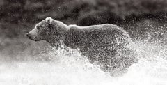 Image en noir et blanc d'un ours brun courant avec des éclaboussures d'eau autour de lui. 
