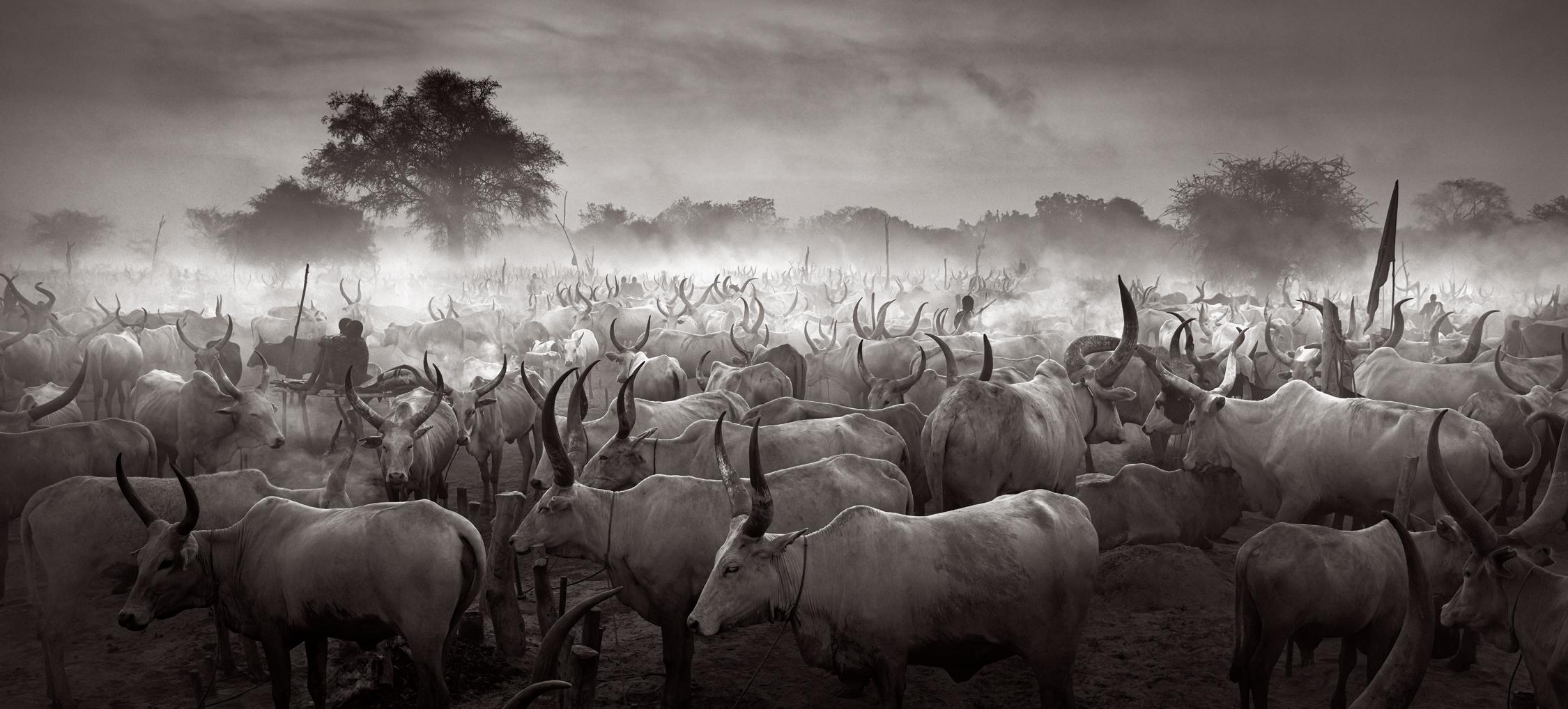 Black & white image of the expansive Mundari cattle camp - Photograph by Drew Doggett