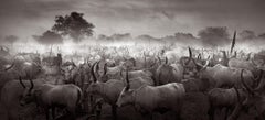 Black & white image of the expansive Mundari cattle camp