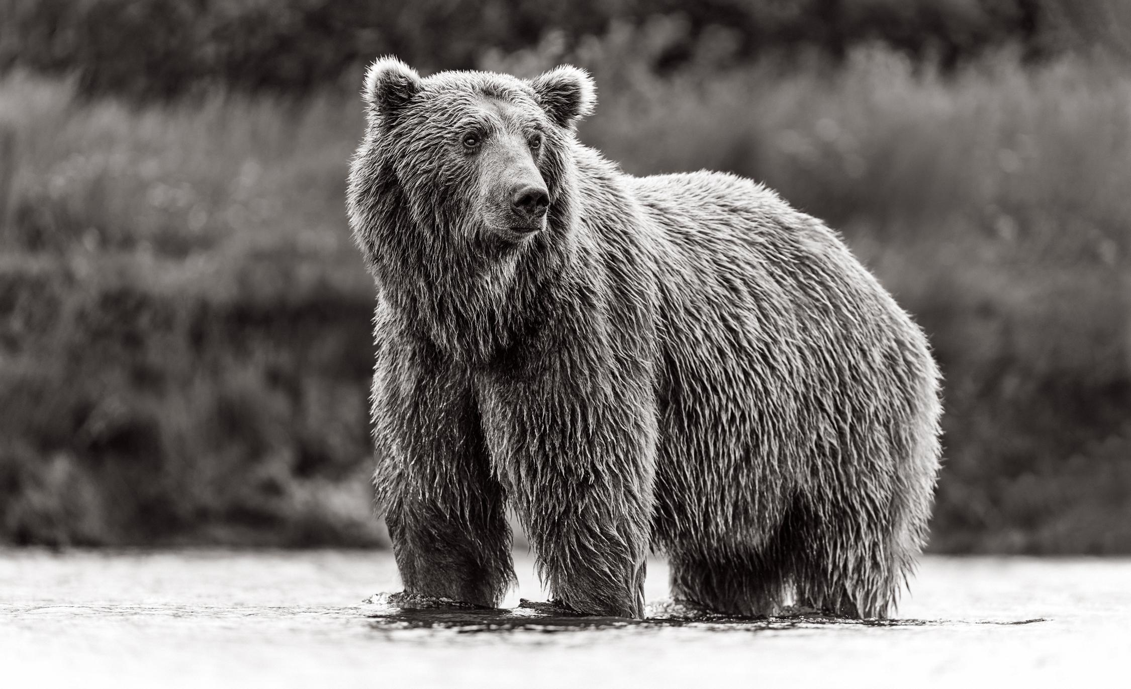 Black & white portrait of a brown bear in the creek against dense foliage - Photograph by Drew Doggett
