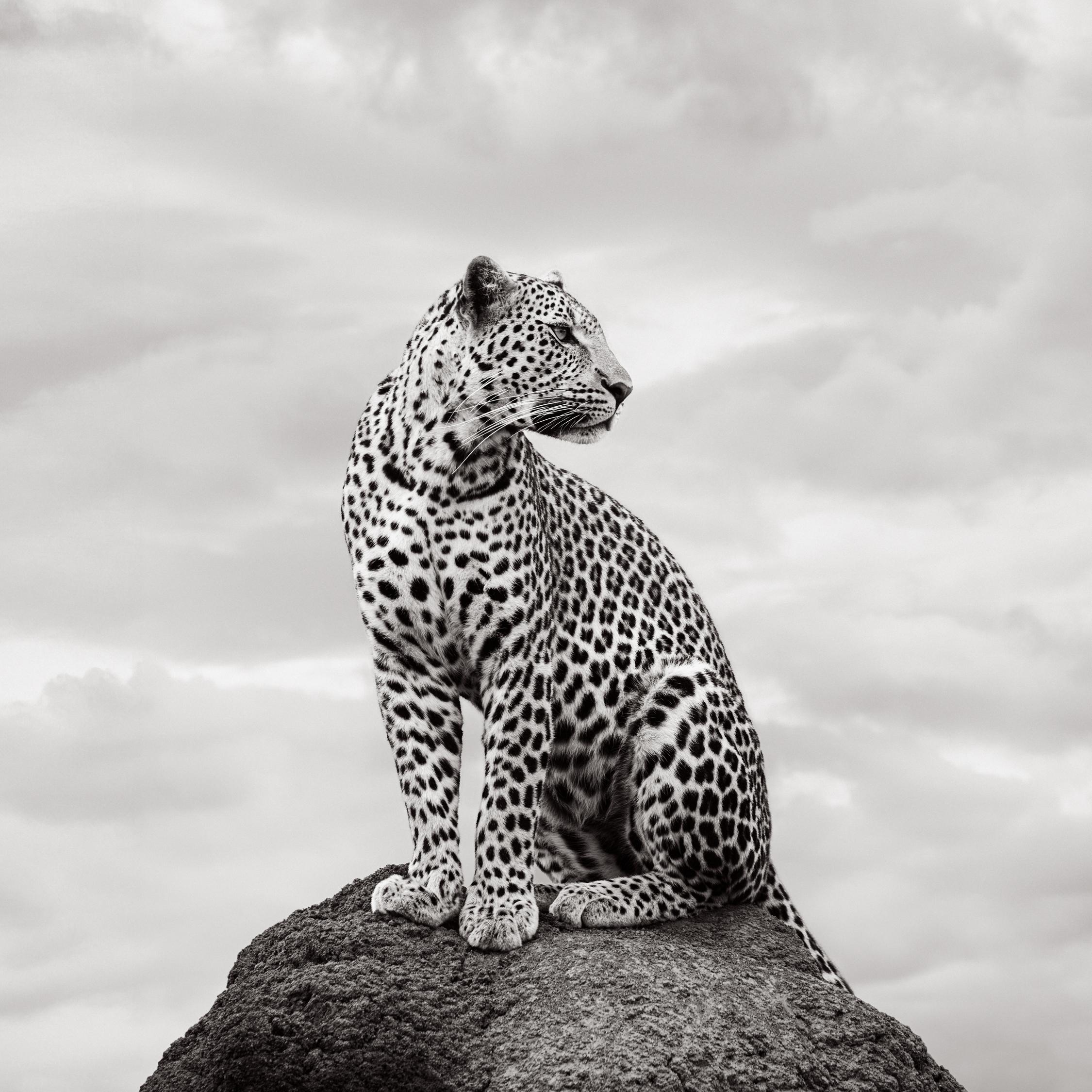 Drew Doggett Black and White Photograph – Schwarz-Weiß-Porträt eines Leoparden, der auf einem Felsen in Kenia nach rechts blickt, in Kenia