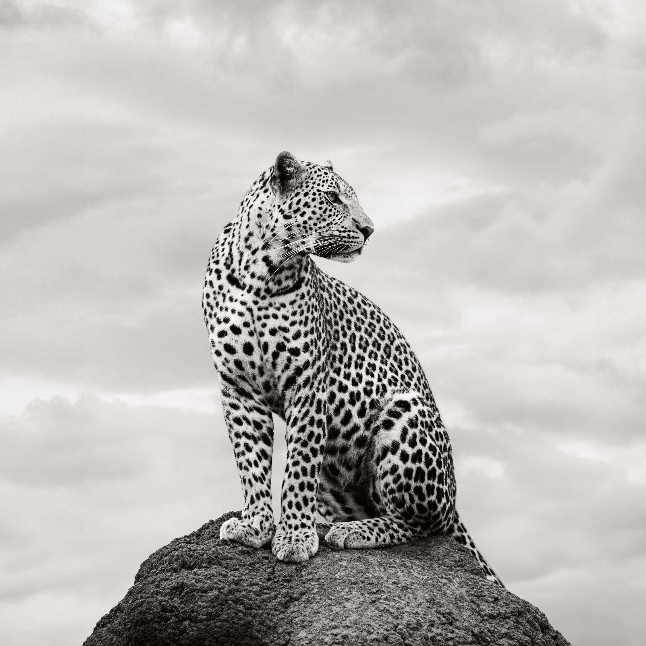 Black and White Photograph de Drew Doggett - Retrato en blanco y negro de un leopardo mirando a la derecha en lo alto de una roca en Kenia