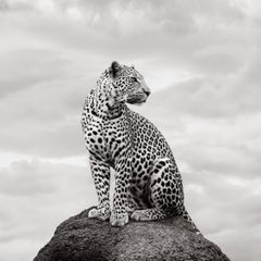 Schwarz-Weiß-Porträt eines Leoparden, der auf einem Felsen in Kenia nach rechts blickt, in Kenia