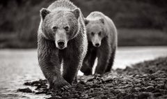Schwarz-Weiß-Porträt von zwei Braunbären, die am Wasser spazieren gehen
