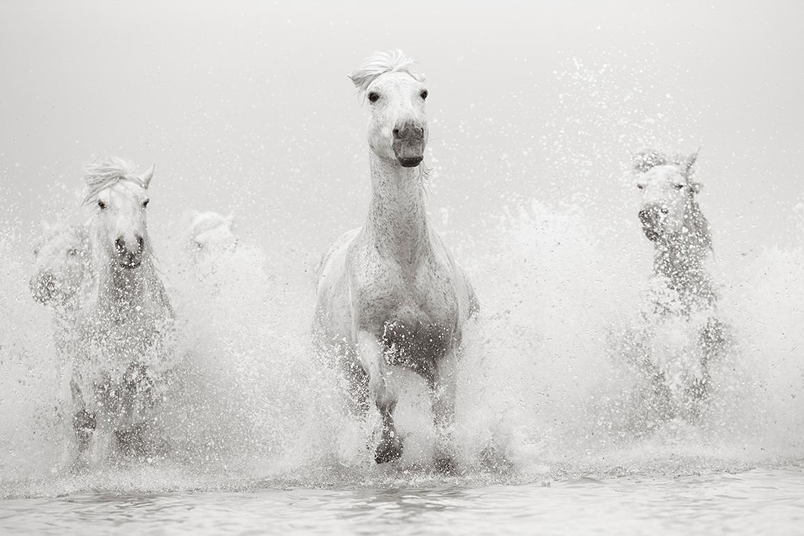 Black and White Photograph Drew Doggett - Audacieux et magnifiques chevaux blancs chevauchant dans le sud de la France, best-seller