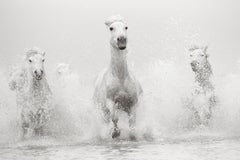 Bold and Beautiful All White Horses Running in the South of France, Best-Seller