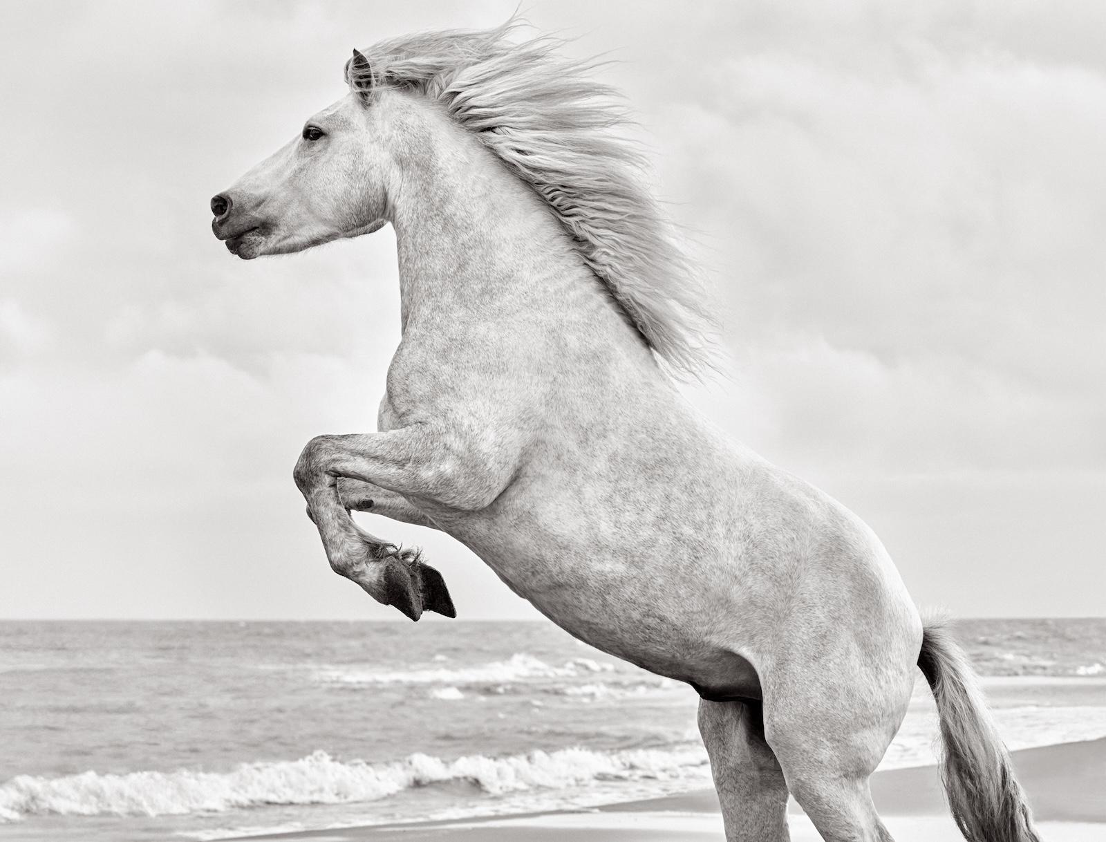 Drew Doggett Black and White Photograph – Bold and beautiful White Camargue-Pferd in Südfrankreich