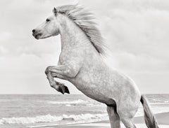 Audaz y hermoso caballo blanco de la Camarga encabritado en el sur de Francia