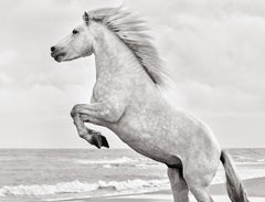 Bold and beautiful white Camargue horse rearing up in the South of France