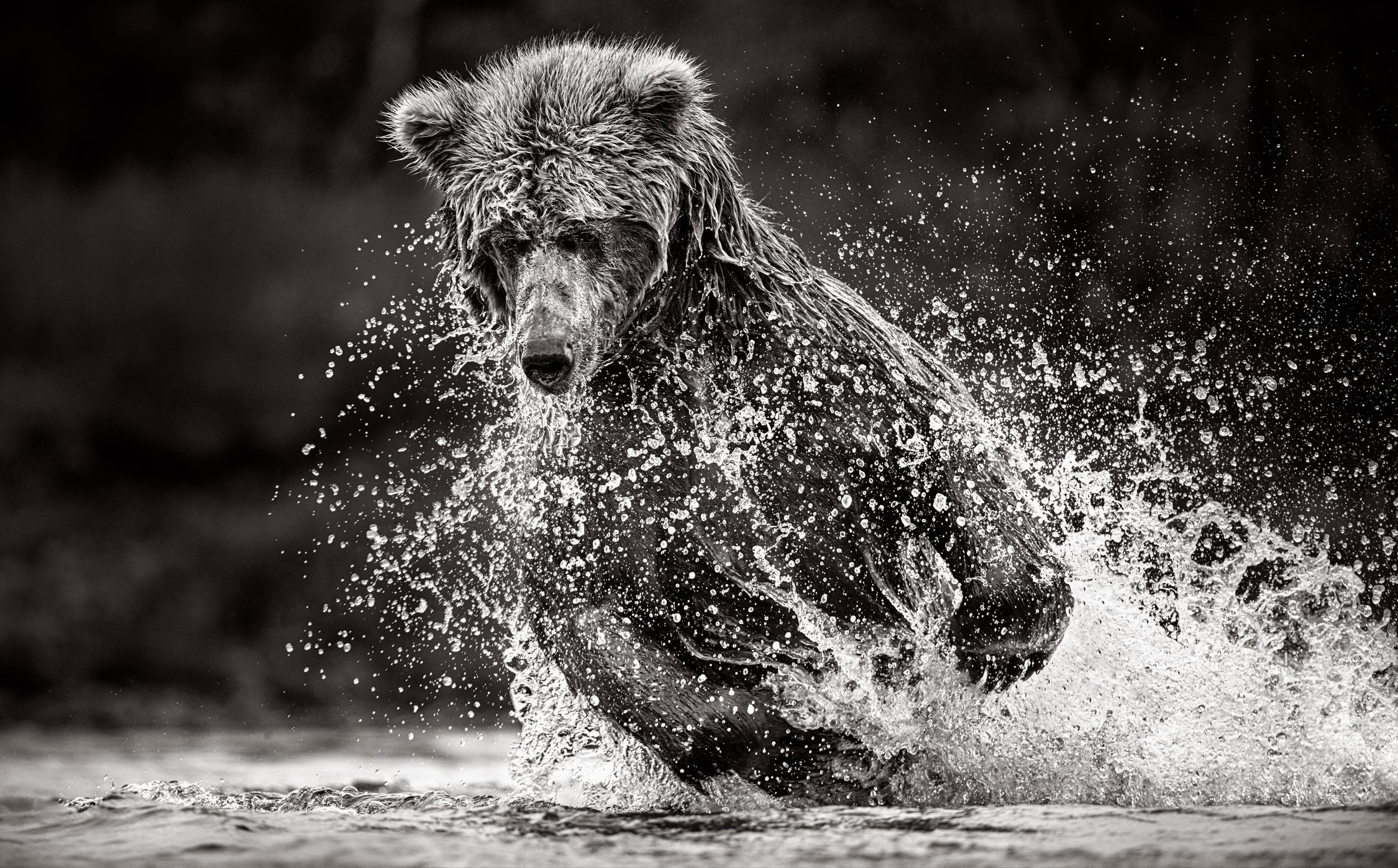 Drew Doggett Black and White Photograph – Brown Bear About To Dive Into The Creek